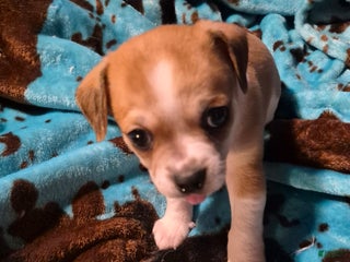 Chihuahua dogs Oscar - Ad 40