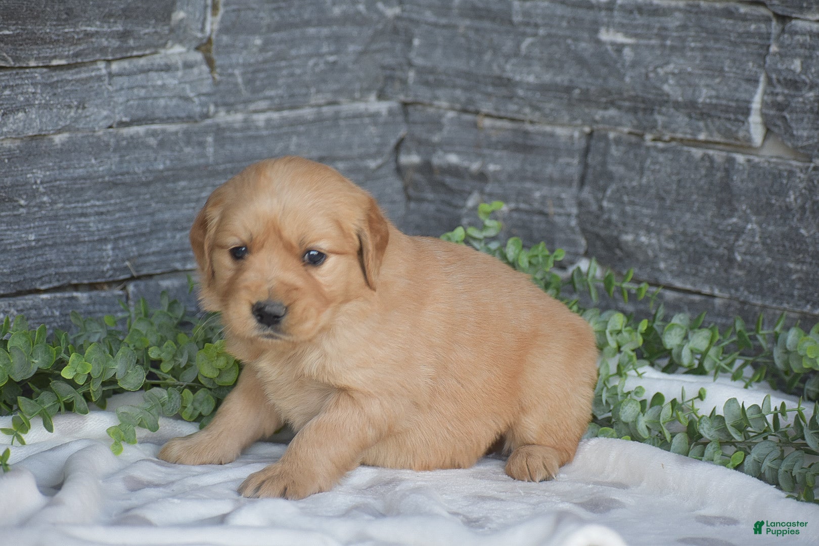 Golden Retriever dogs Bruce - Ad 2