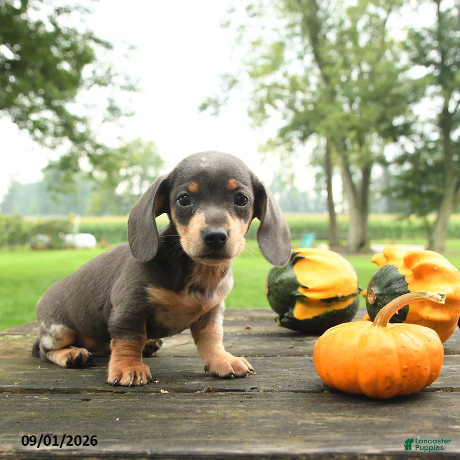 Miniature Dachshund dogs Bubbles - Ad 2