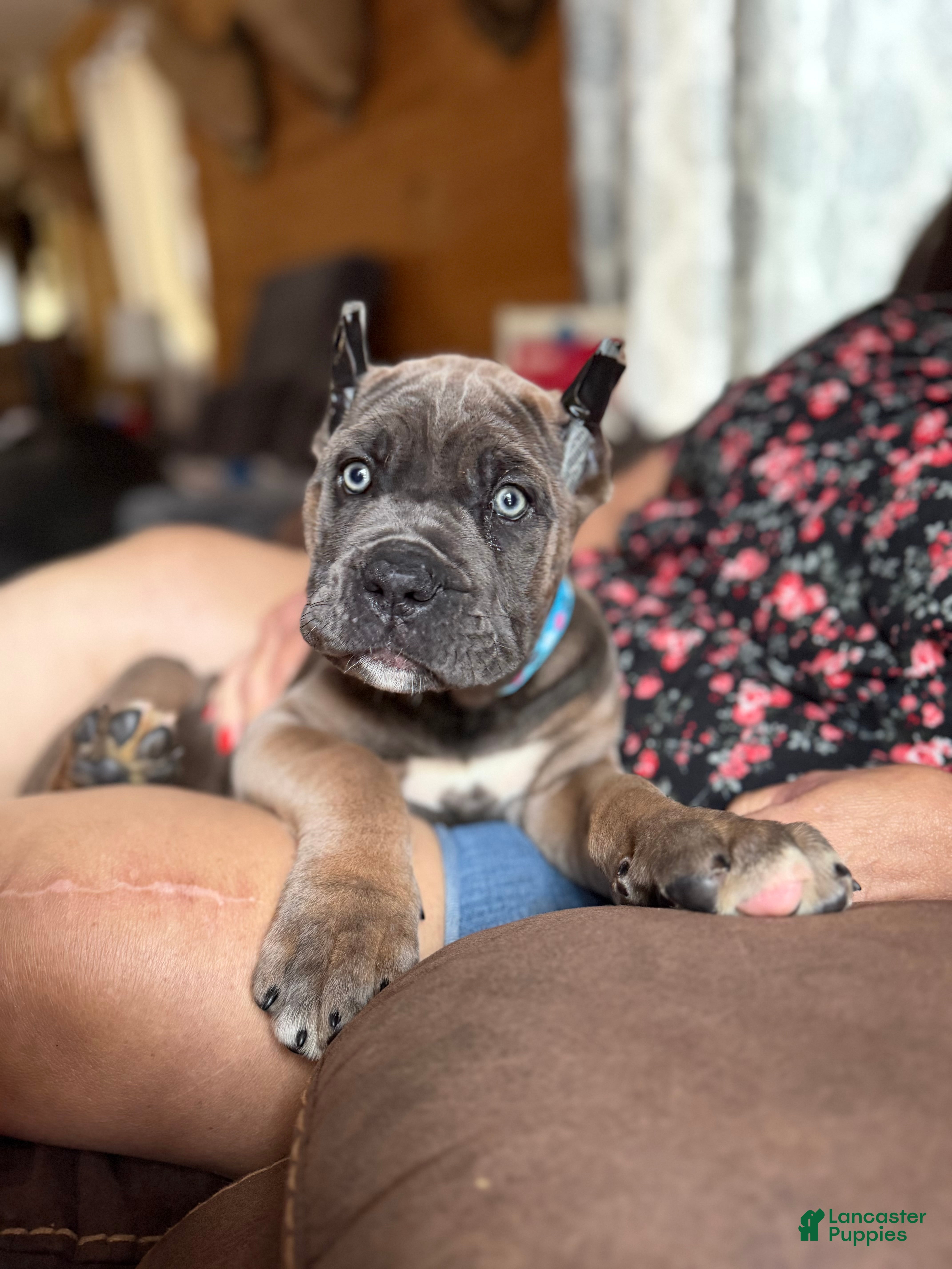 Cane Corso dogs Cane Corso Puppy 4 - Ad 23