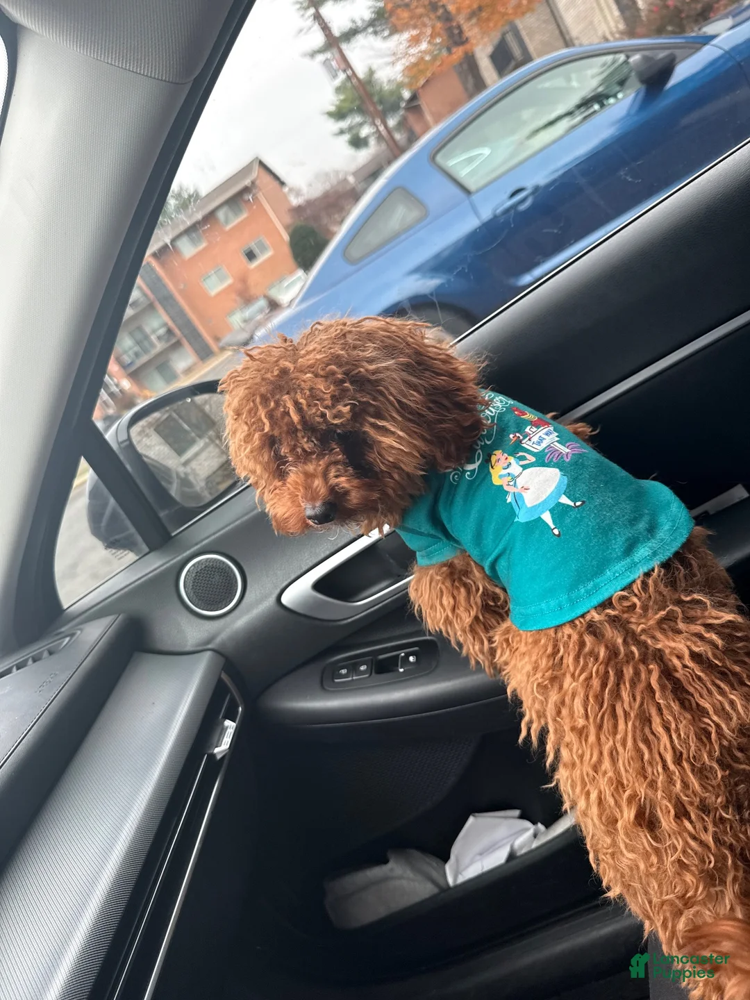 Cavapoo dogs for sale: Cavapoo 1 - Ad 2