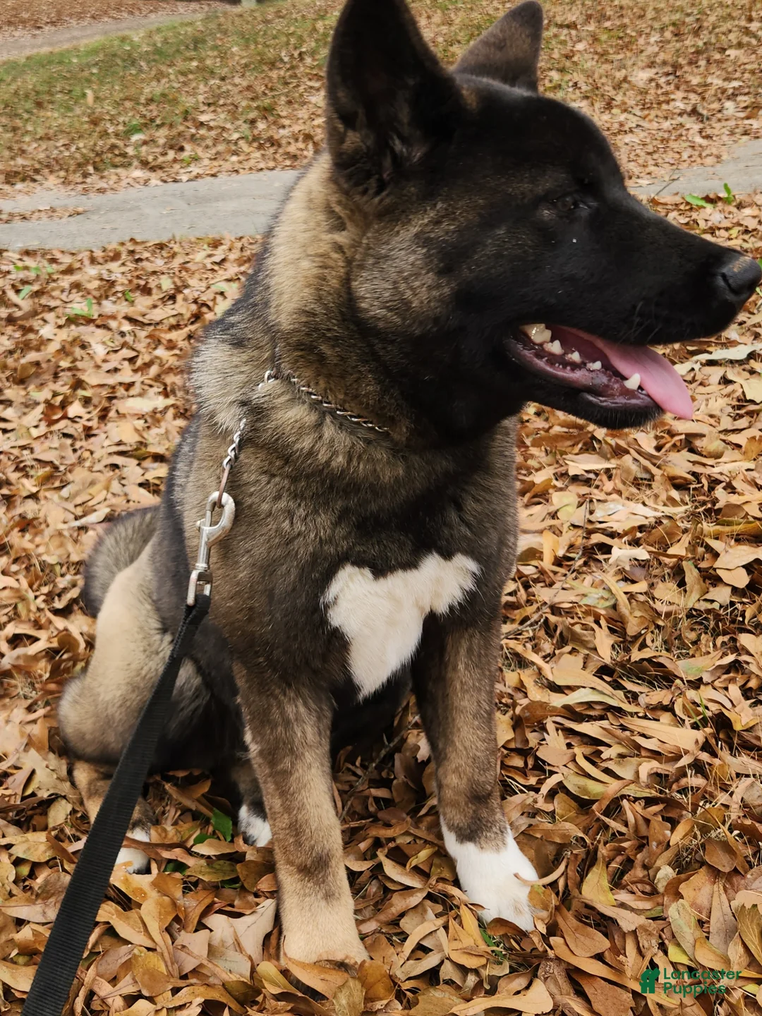 Akita dogs for sale: Jazz Sounds of Peace  - Ad 5