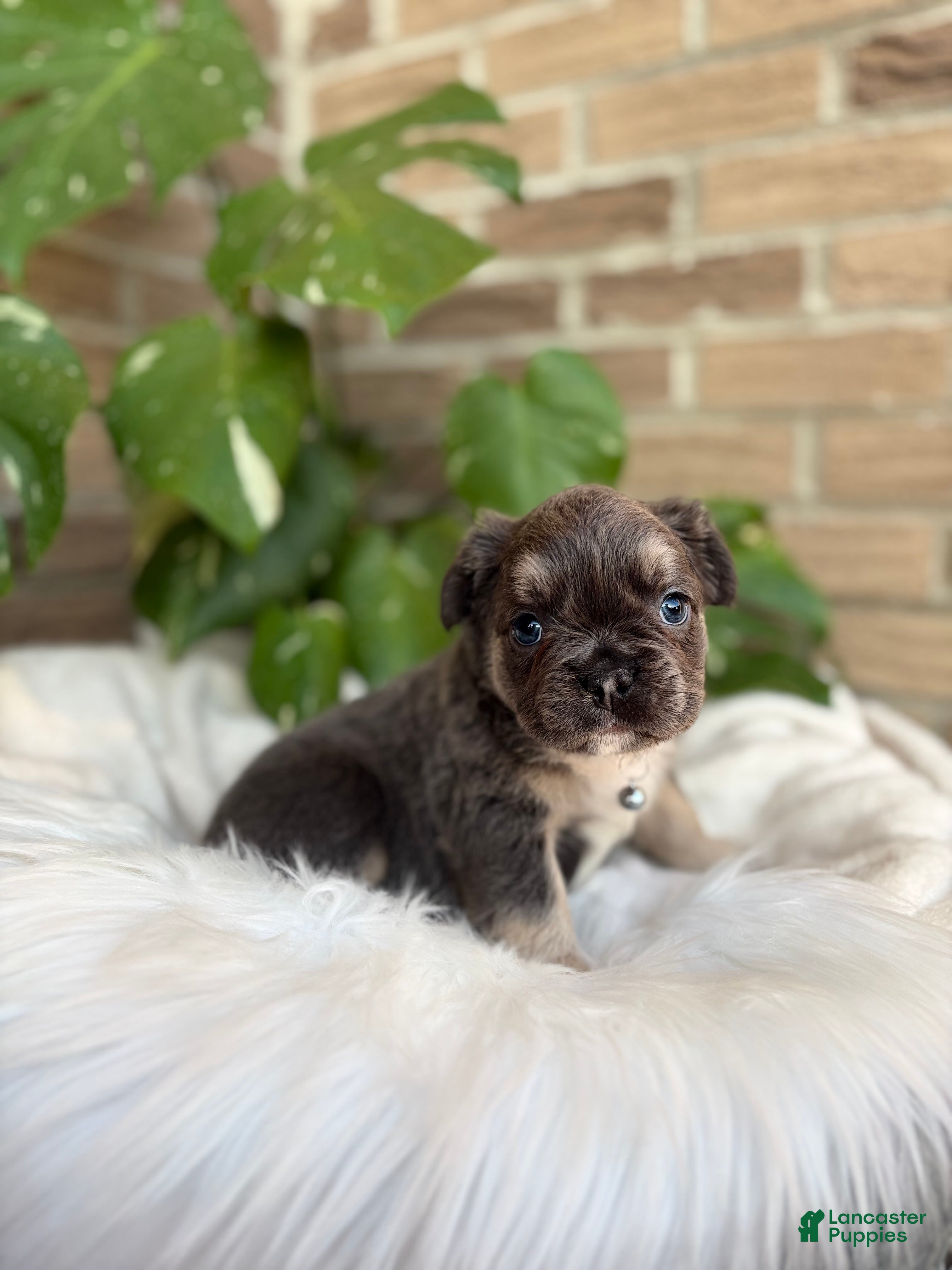 French Bulldog dogs French Bulldog Puppy 1 - Ad 2