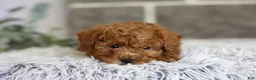 Toy Poodle dogs for sale: Quince - Ad 11