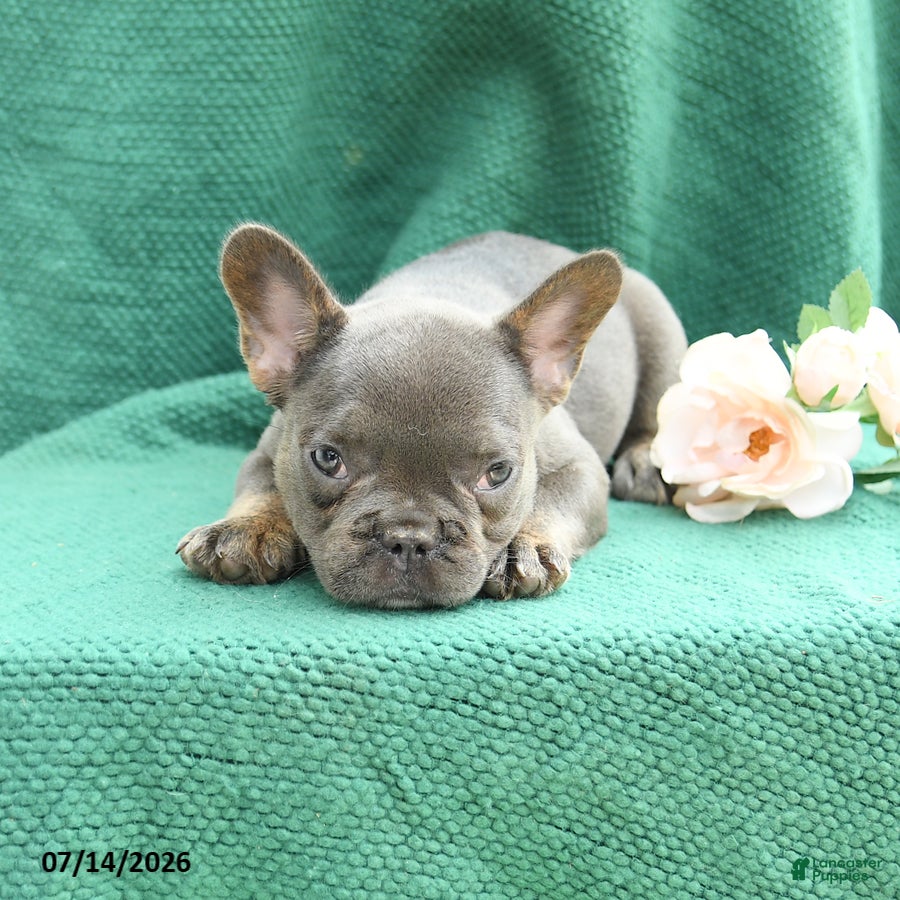 French Bulldog dogs Dolly - Ad 1