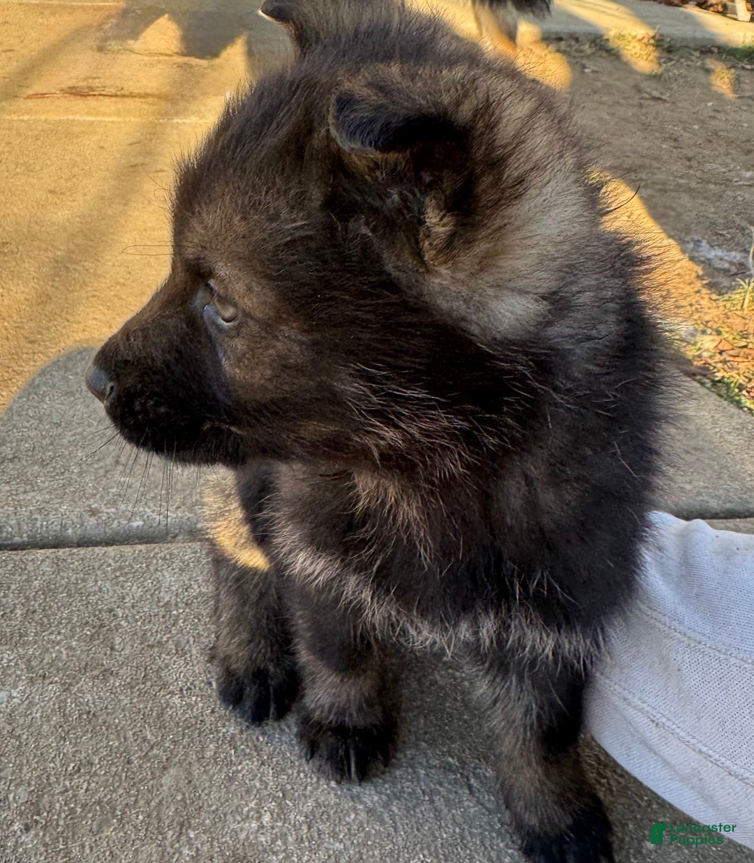 German Shepherd dogs for sale: Thor - Ad 9