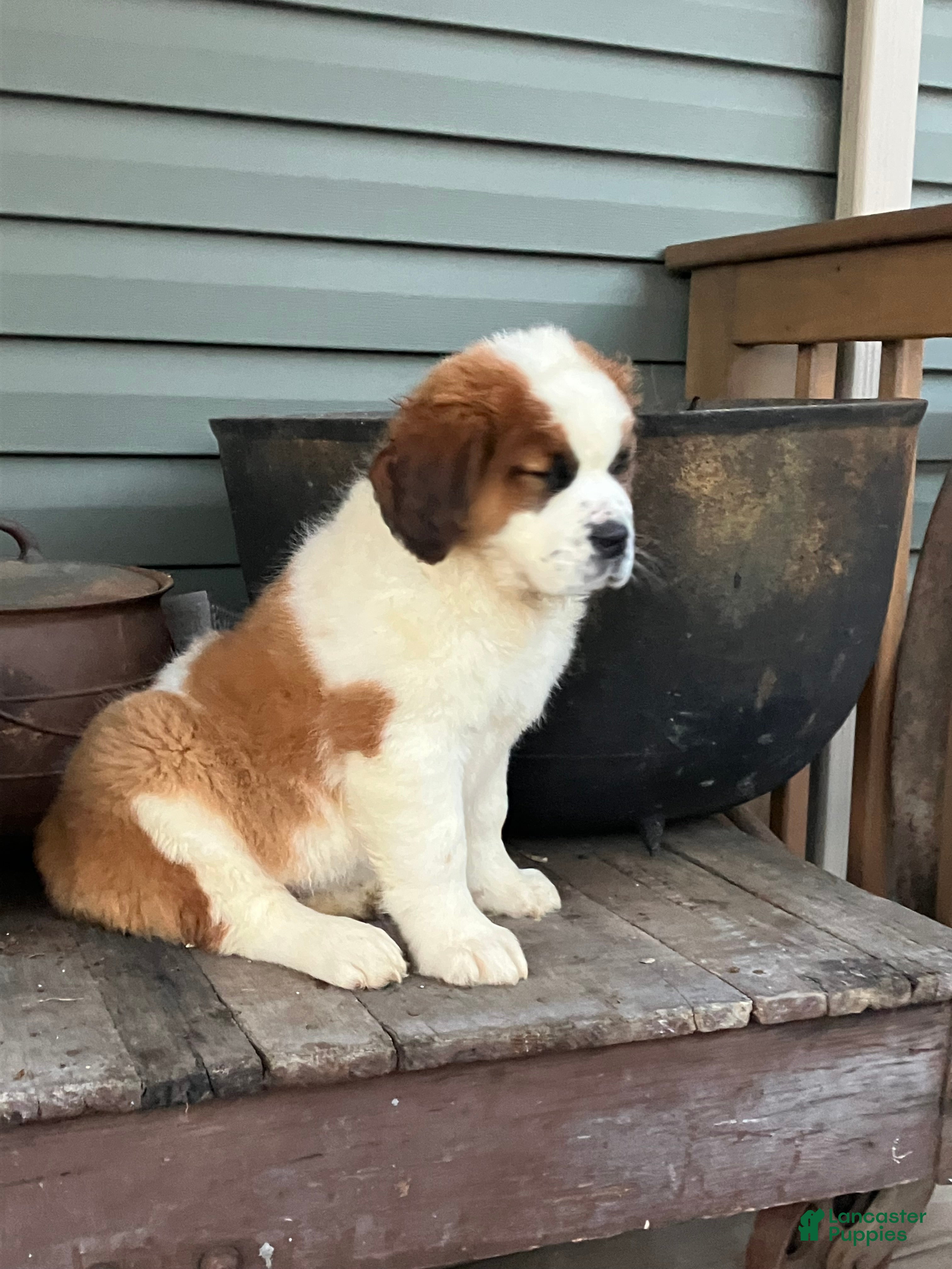 Saint Bernard dogs Saint Bernard Puppy 4 - Ad 34