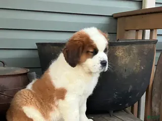 Saint Bernard dogs Saint Bernard Puppy 4 - Ad 34