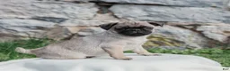 Pug dogs for sale: Hamster  - Ad 3
