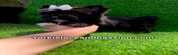 Yorkshire Terrier dogs for sale: Yorkshire Terrier 1 - Ad 11