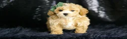 Maltipoo dogs for sale: Pancakes - Ad 3