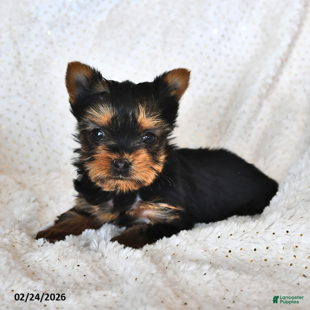 Yorkshire Terrier dogs for sale: Louie - Ad 1