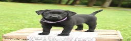 Labrador Retriever dogs for sale: Macaron - Ad 4