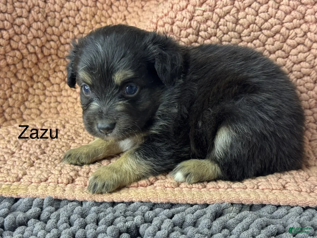 Miniature Australian Shepherd dogs for sale: Zazu - Ad 1