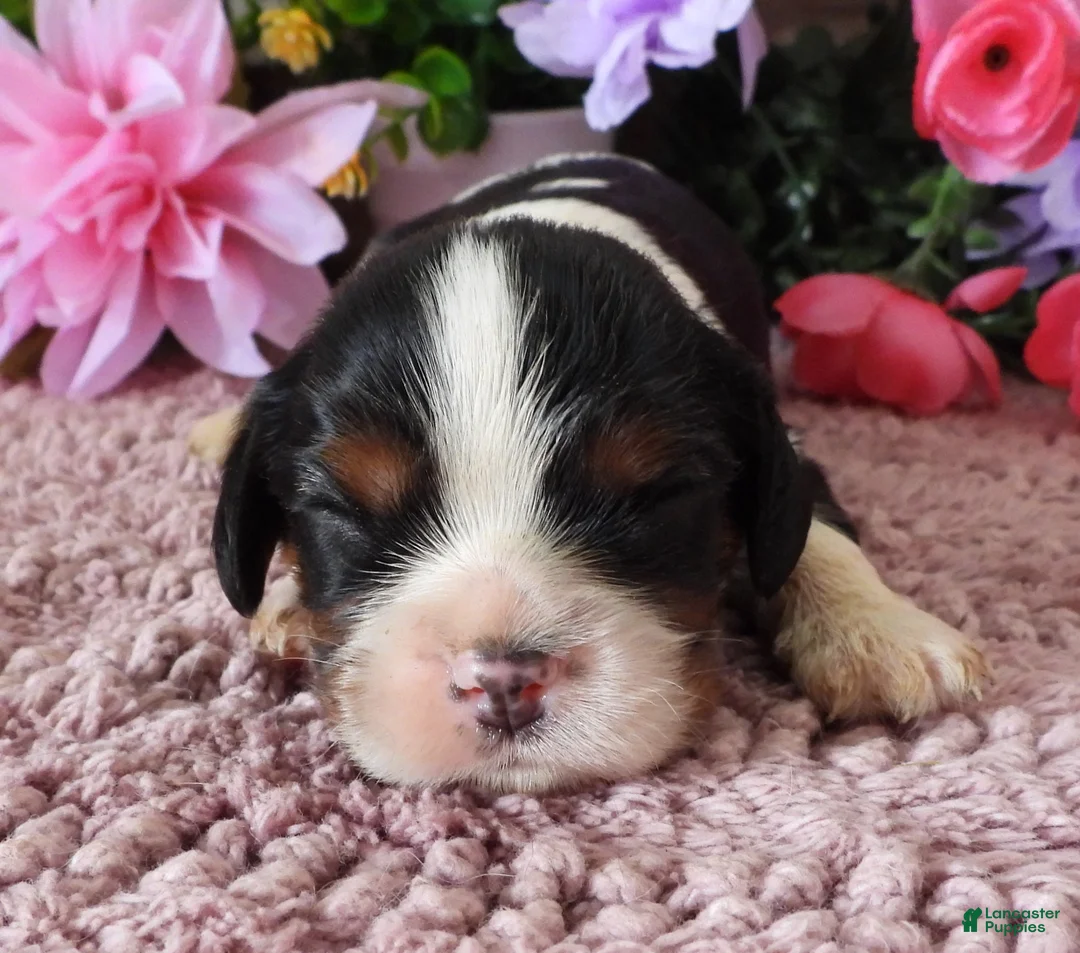 Cavalier King Charles Spaniel dogs for sale: #1 Male (Lulu's) - Ad 1