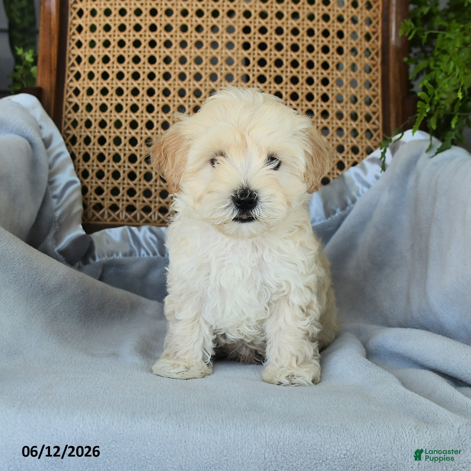 Maltipoo dogs Jamey - Ad 2