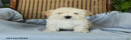 Maltipoo dogs for sale: Jamey - Ad 2