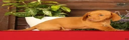 Miniature Dachshund dogs for sale: Rocky - Ad 6