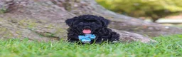 Maltipoo dogs for sale: Cookie - Ad 3