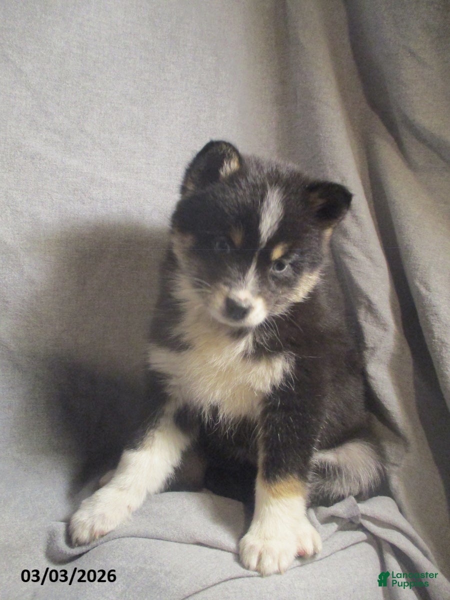 Pomsky dogs Susie - Ad 2