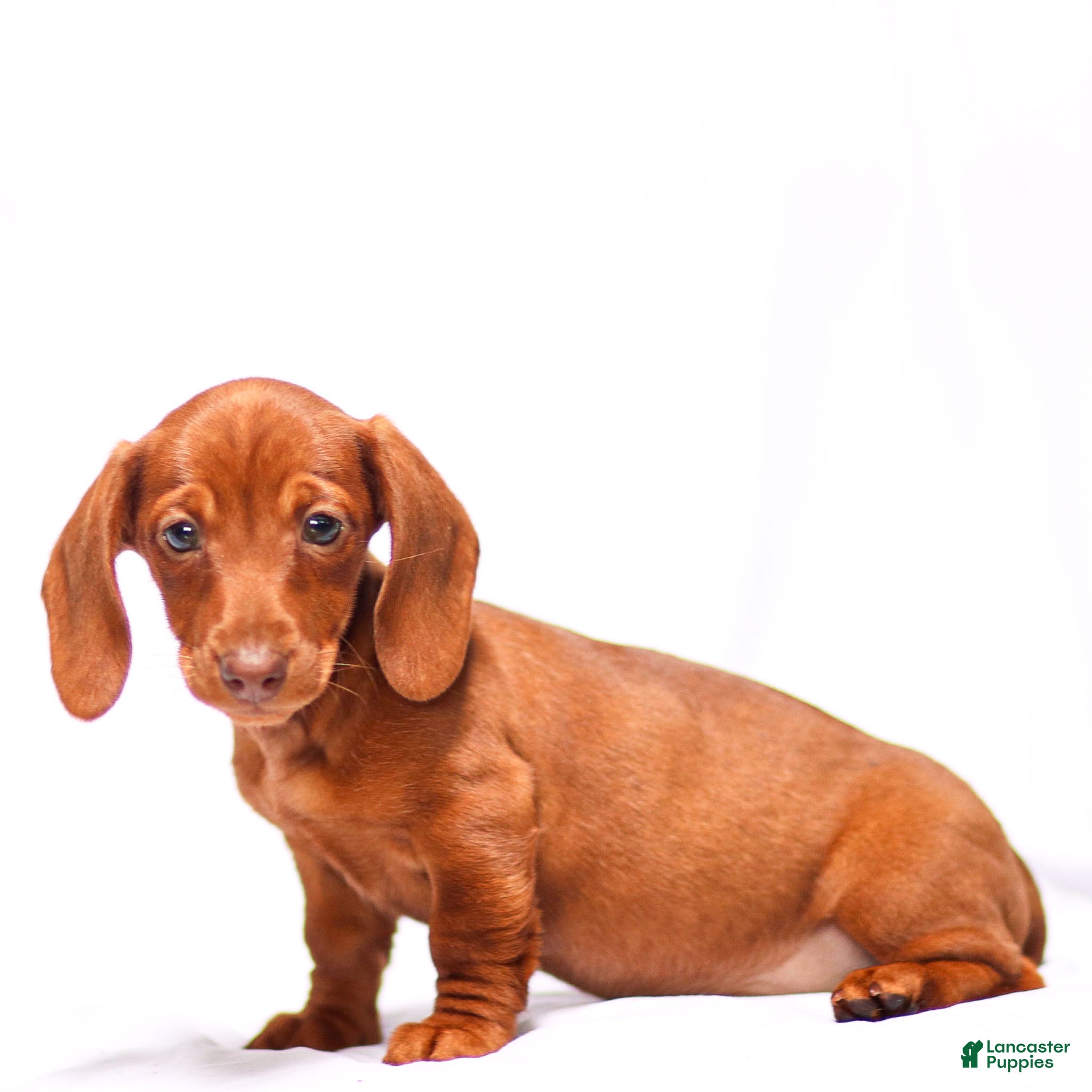 Miniature Dachshund dogs Clara - Ad 2