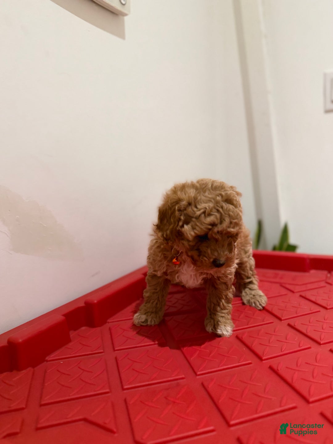 Toy Poodle dogs for sale: Timothy - Ad 4