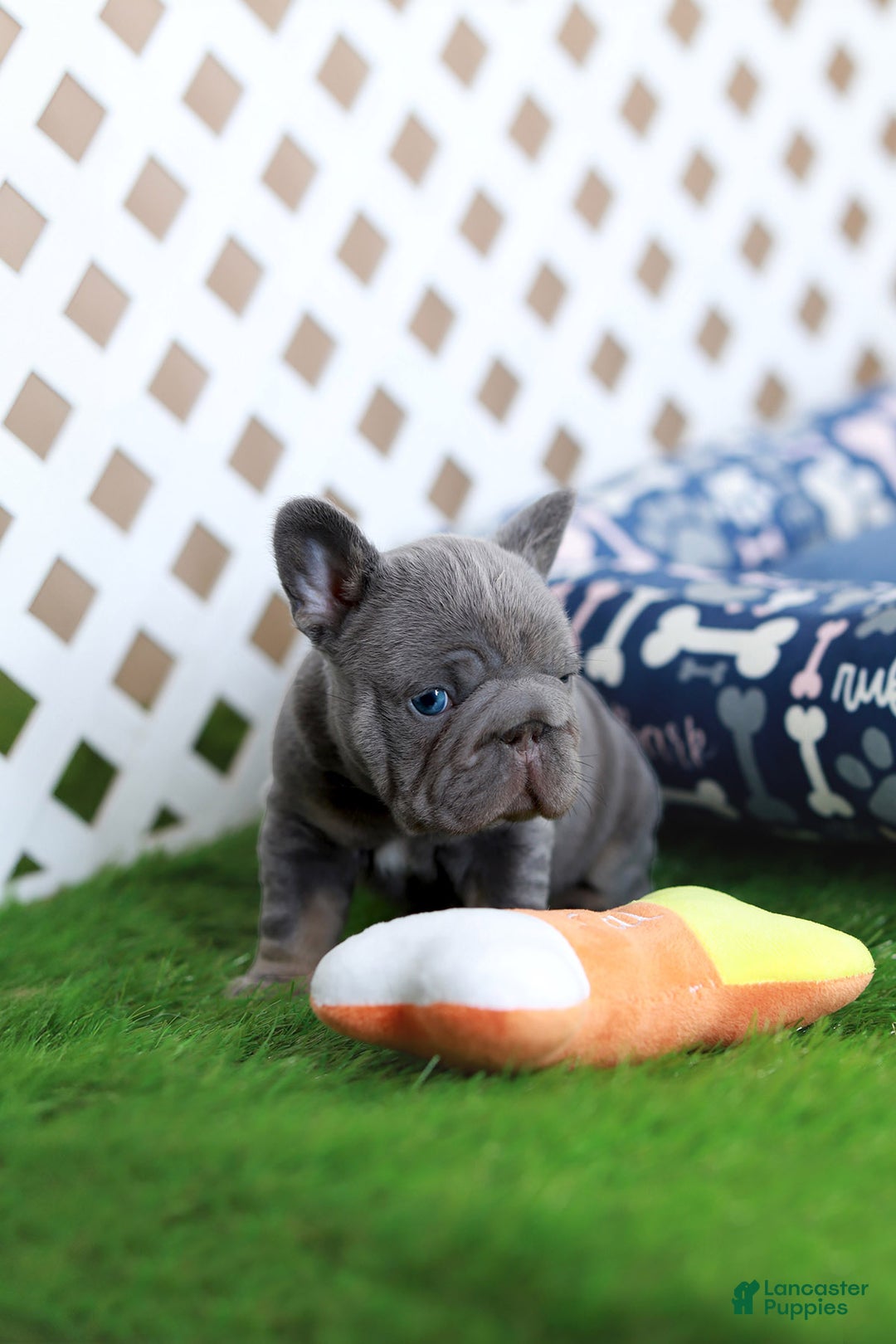 French Bulldog dogs for sale: Milo - Ad 3