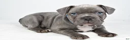 Frenchton dogs for sale: Asher - Ad 10