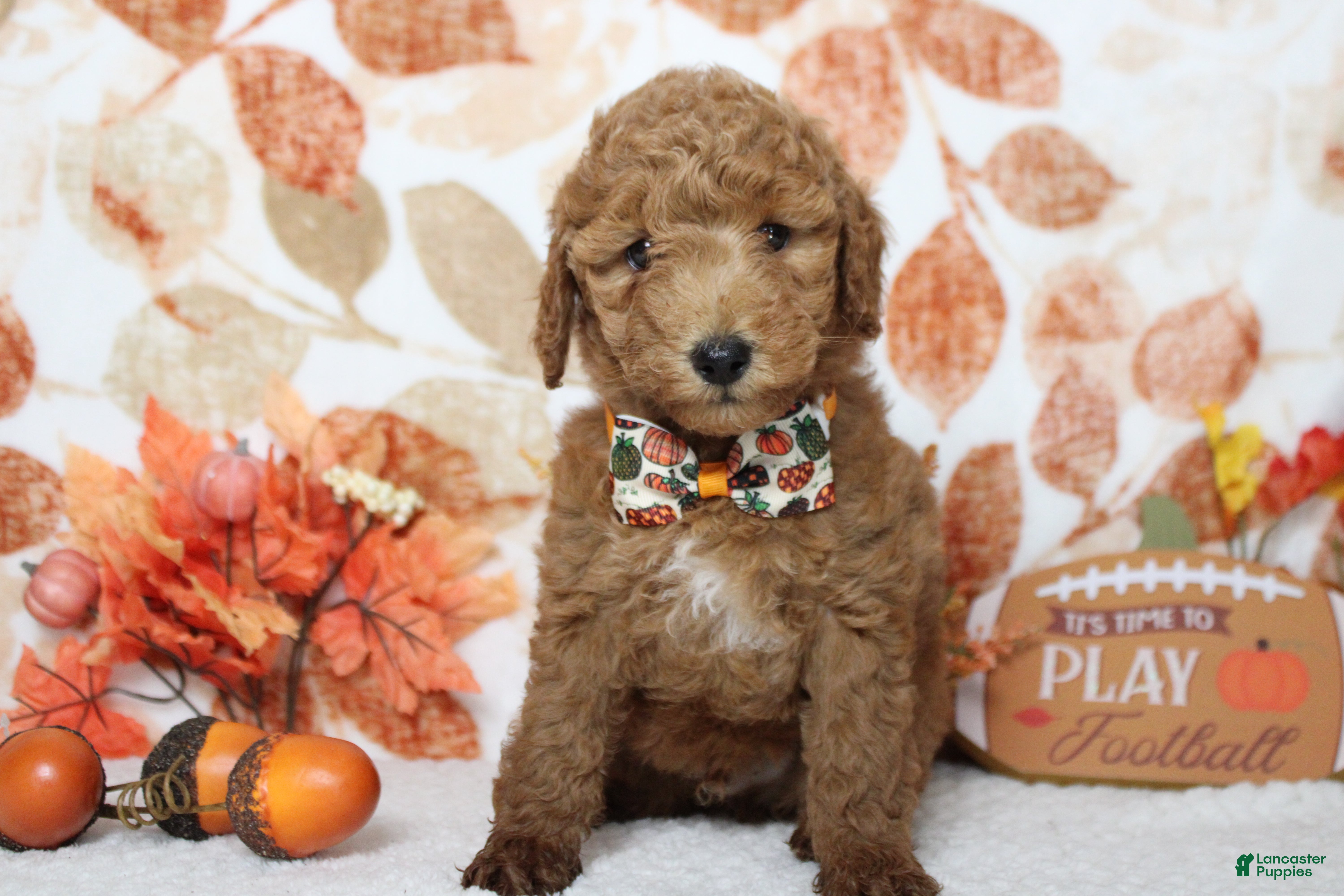 Mixed Breed dogs Seville - Ad 24