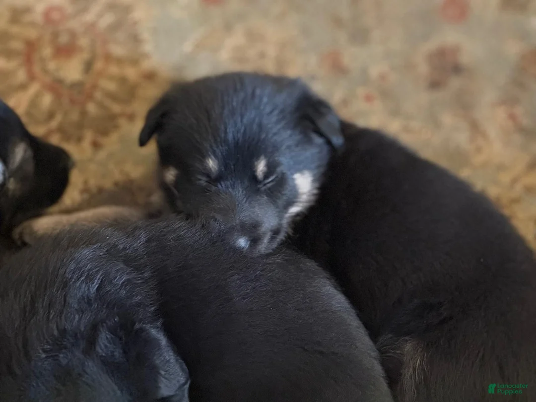 German Shepherd dogs for sale: German Shepherd Puppy 1 - Ad 23