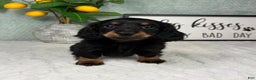 Miniature Dachshund dogs for sale: Danny  - Ad 3