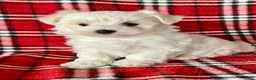 Maltese dogs for sale: Bandit - Ad 3
