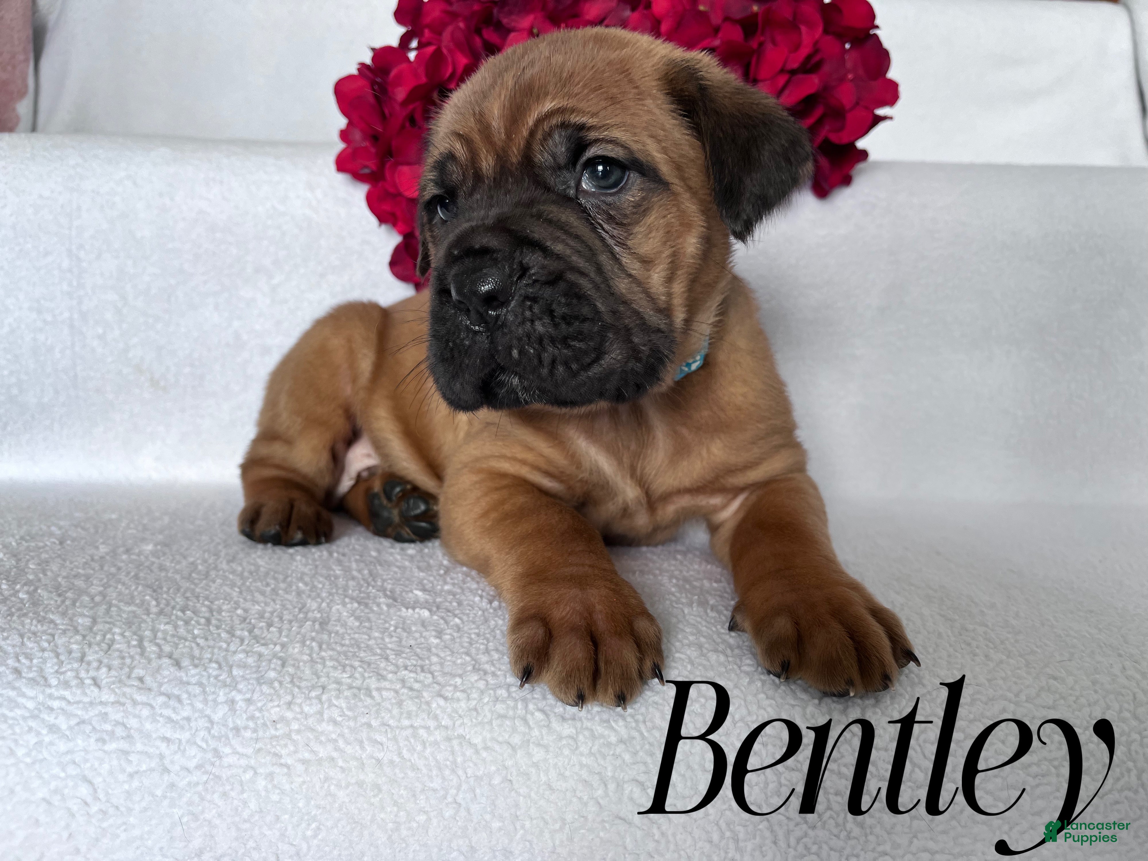 Cane Corso dogs Bentley - Ad 29