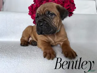 Cane Corso dogs Bentley - Ad 29