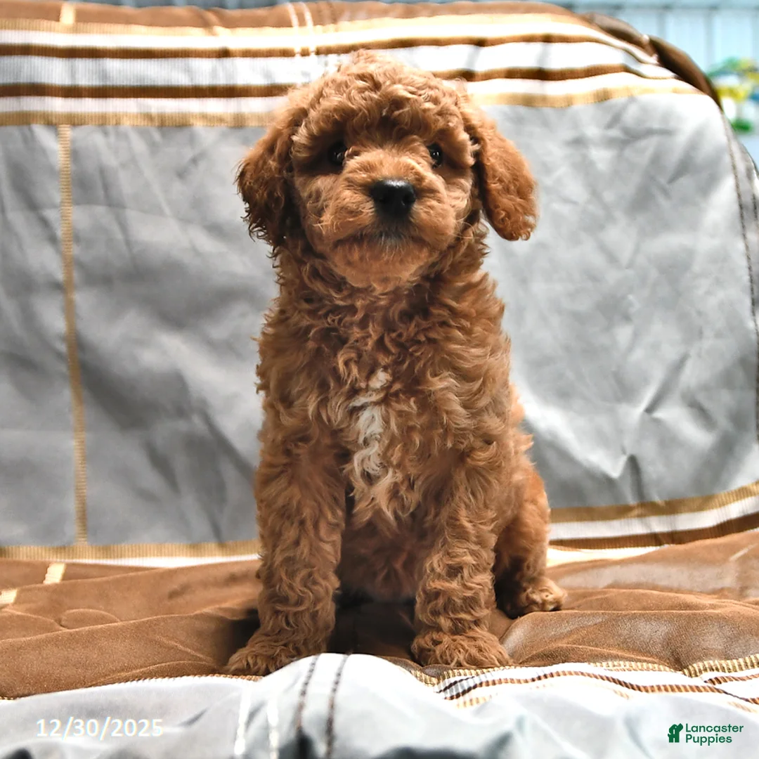 Goldendoodle dogs for sale: Mindy - Ad 5