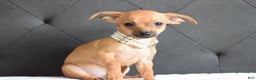 Chihuahua dogs for sale: Chihuahua Puppy 2 - Ad 5