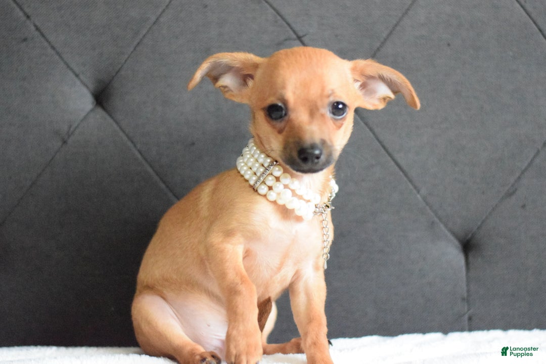 Chihuahua dogs for sale: Chihuahua Puppy 2 - Ad 5