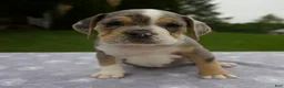 Beabull dogs for sale: Darla - Ad 1