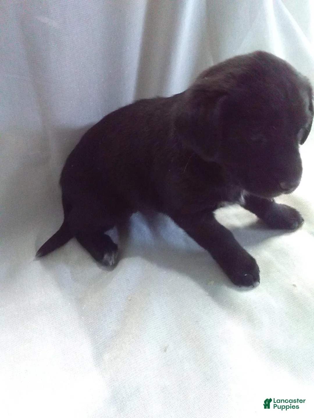 Mixed Breed dogs for sale: Mixed Breed Puppy 5 - Ad 1