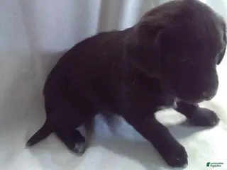 Mixed Breed dogs Mixed Breed Puppy 5 - Ad 32