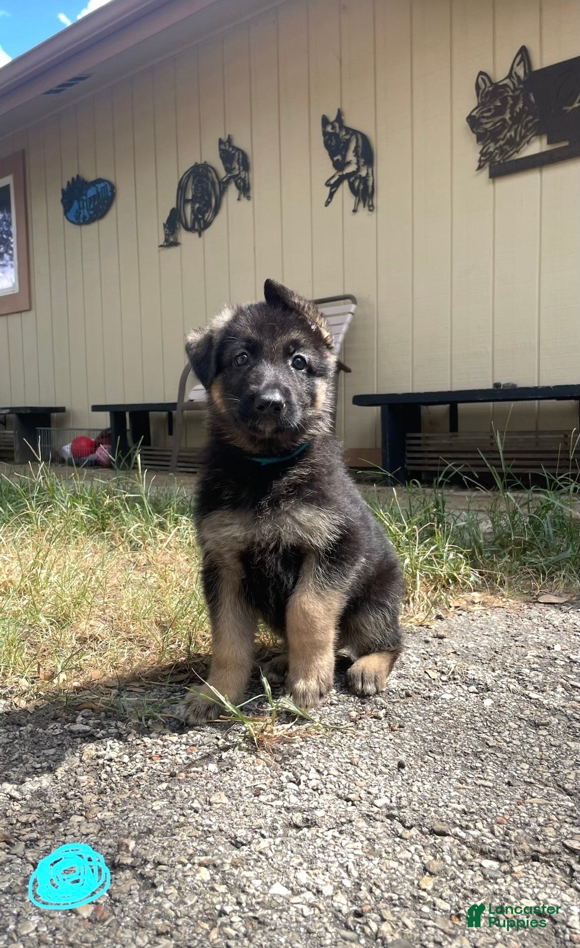 German Shepherd dogs Light Blue - Ad 10