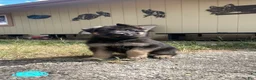 German Shepherd dogs for sale: Light Blue - Ad 1