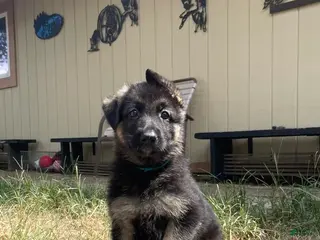 German Shepherd dogs Light Blue - Ad 10