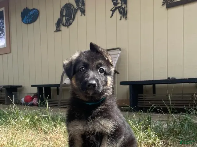 German Shepherd dogs for sale: Light Blue - Ad 17