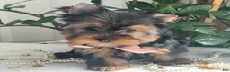 Yorkshire Terrier dogs for sale: Freya - Ad 16