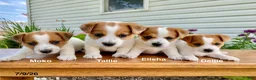 Jack Russell Terrier dogs for sale: Dellie - Ad 6