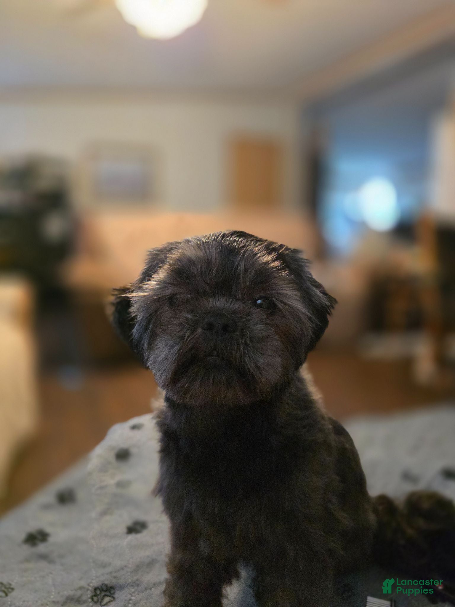 Shihpoo dogs Shihpoo (Lucy) - Ad 40