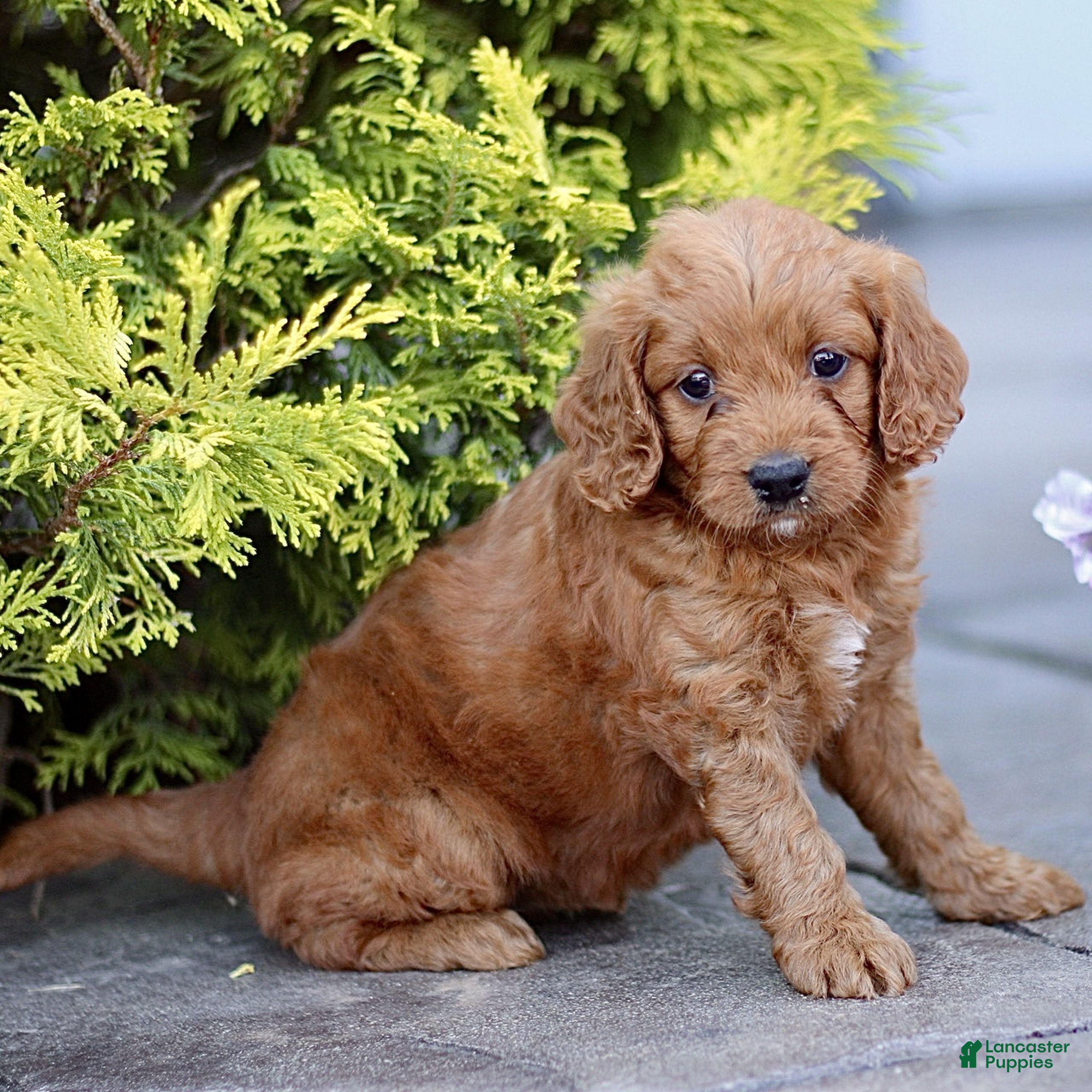 Mini Goldendoodle dogs for sale: Kya  - Ad 1
