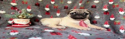Pug dogs for sale: Claus - Ad 2
