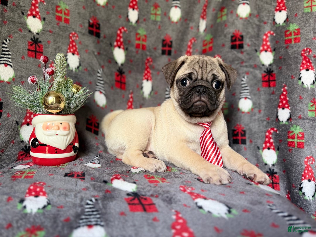 Pug dogs for sale: Claus - Ad 2